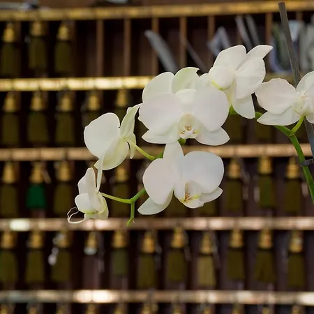 Columbus Urban Firenze